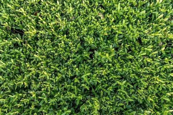 秋の庭をもっと魅力的に！7つの植物で簡単に魅力アップ