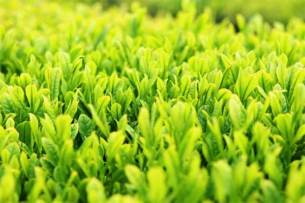 ブルーハバードカボチャで害虫を95%削減！農薬いらずのトラップ作戦