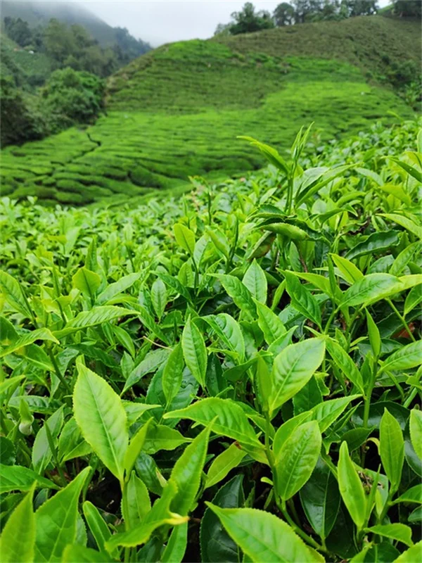 卵の殻を植物に使う正しい方法とよくある間違い5選