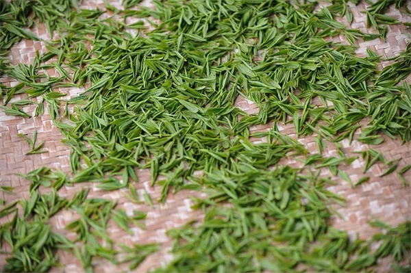 実を守る！ブルーベリー害虫対策の完全ガイド【失敗しない5つの秘訣】