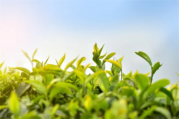 風水で観葉植物を置くときに絶対してはいけない5つの間違い