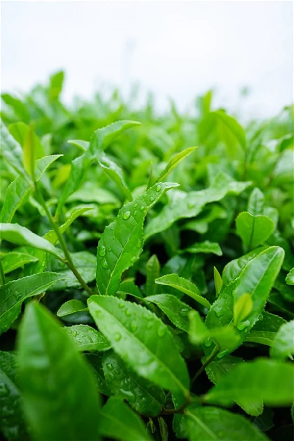こもりストレスを解消！植物と一緒に乗り越える方法