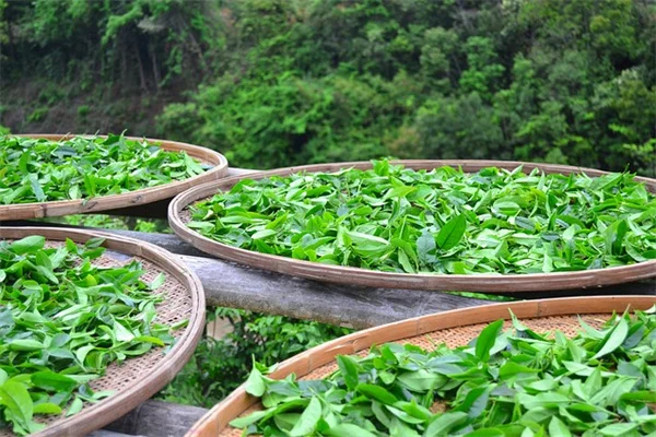 斑入り観葉植物が高価でも買う価値がある理由と私が選んだ理由